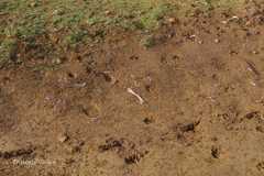 Utricularia reticulata